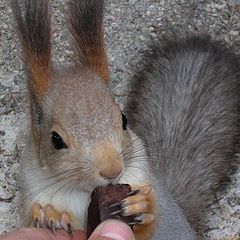 photo "M-m-th, in this sweet are available nutlets..."