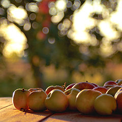 photo "Harvest"