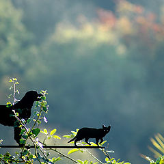 фото "Cat n Bear ..."