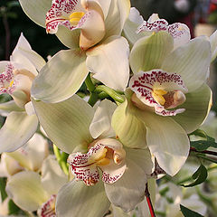 фото "Орхидейная..."