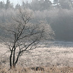 фото "Дымка"