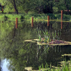 photo "pond"