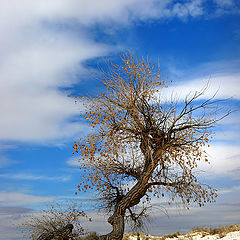 photo "Desert's Son"