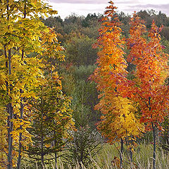 photo "The autumn attire"