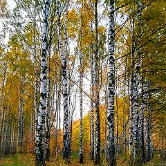 фото "осень в березах"