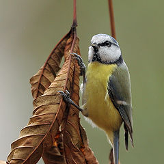 фото "Parus caeruleus"