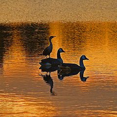 photo "The Duck Lake ballet. Part 2."