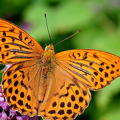 фото "Argynnis paphia"