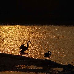 photo "Swan in the glow of sunset"