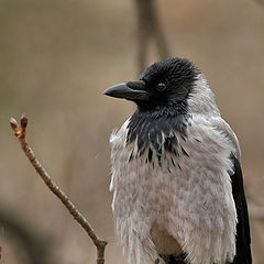 фото "Corvus corone cornix"