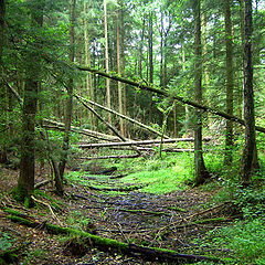 photo "Morning in wood"