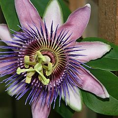 фото "Passion fruit flower"