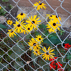 photo "Confinement"