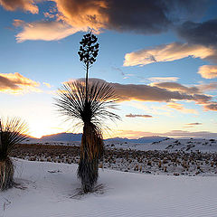 photo "Sunset with two yukkas in White Sands"