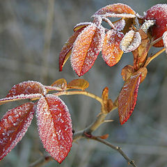 фото "осенние краски 1"