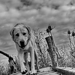 photo "Crossing the bridge"