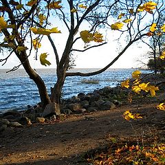 фото "Листья на ветру"