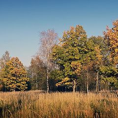 photo "Autumn oaks"