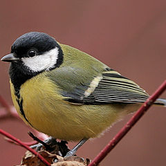 photo "Parus major (2)"