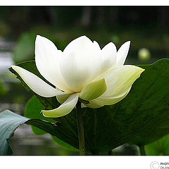 фото "Lotus"