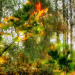 photo "Autumn Waltz"