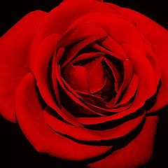 photo "A Red Rose for Sil..."