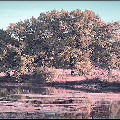 photo "At an old pond"