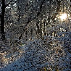 фото "Дорожка к солнцу"