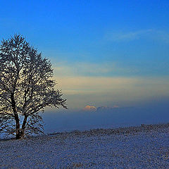 фото "First snow"