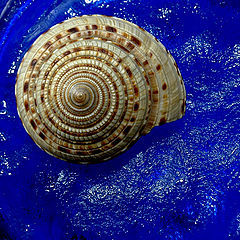 фото "Sea Shell"