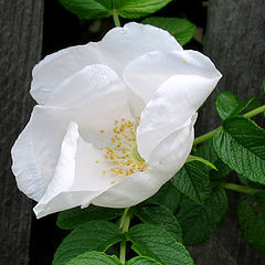 photo "White dogrose"