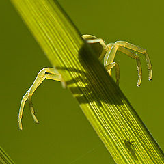 фото "Gotcha!"