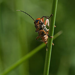 photo "Encounter"