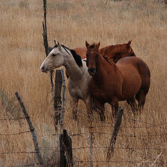 фото "Wishing They  Were Free"