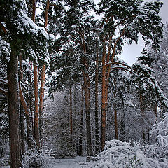 photo "on the way to the tale"