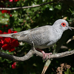 photo "Red Eye !"