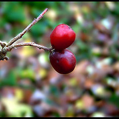 фото "Herbst"