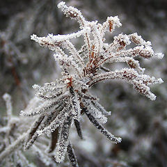 photo "Winter Flower 2"