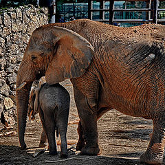 photo "Tenderness"