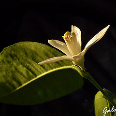 фото "Одинокий цветок"