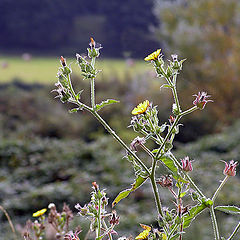 photo "Autumn impromptu."