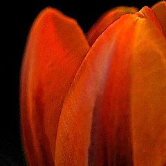 фото "Tulip Glow"