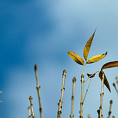 photo "Late in falling down"