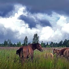 photo "Thunder is near"