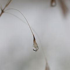 photo "Tears winter"