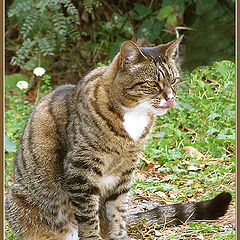 photo "Cat School"