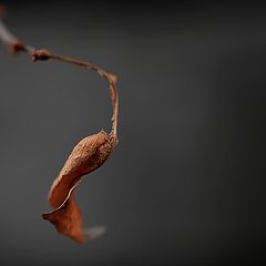 photo "Old leaf"