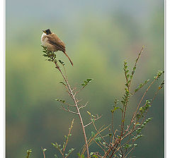 фото "wind"