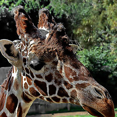 photo "Long neck kid"