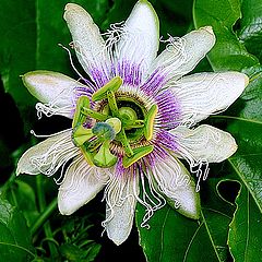 photo "It's so beautiful this flower..."